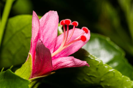 beautiufl flowerの写真素材