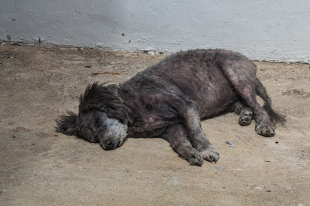 the mangy dogの写真素材