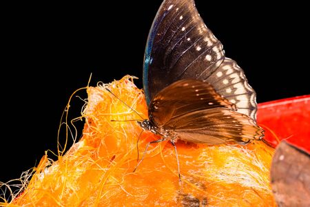 Lovely butterflyの写真素材