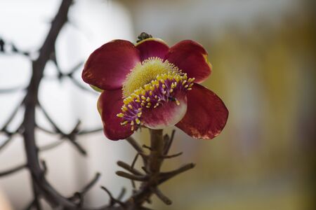 Beautiful flower in garden