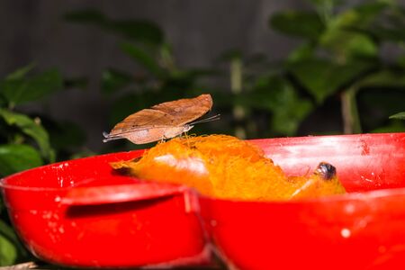 Lovely butterflyの写真素材