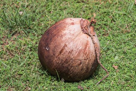 dry coconut on grass