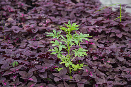 Plant in gardenの写真素材