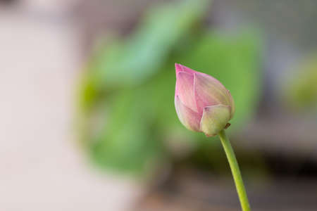 beautiful lotus in pondの写真素材