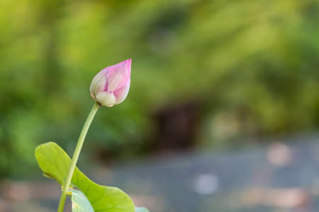 beautiful lotus in pondの写真素材