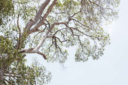 branch on treeの写真素材