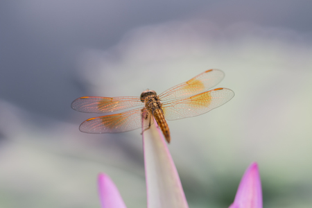 beautiful lotus in pondの写真素材
