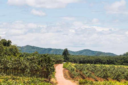 walkway at countryside