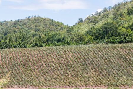 agricultural plot at countryside,の写真素材
