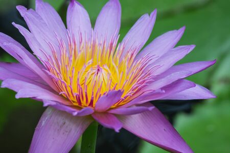 Beautiful lotusの写真素材