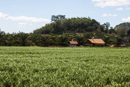 landscape at countrysideの写真素材