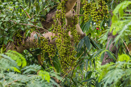 the forest figs fruit