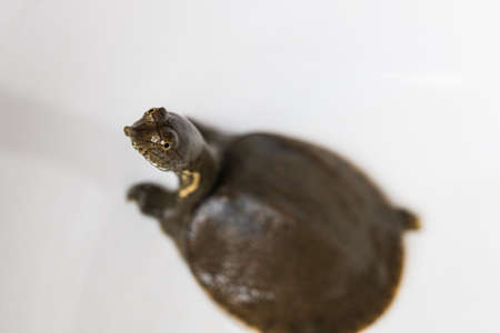 snapping turtleの写真素材