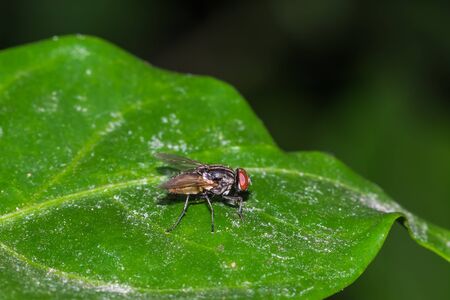 little fly on leaf