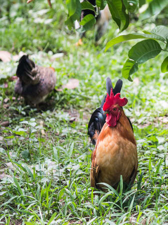 local chicken in thailand