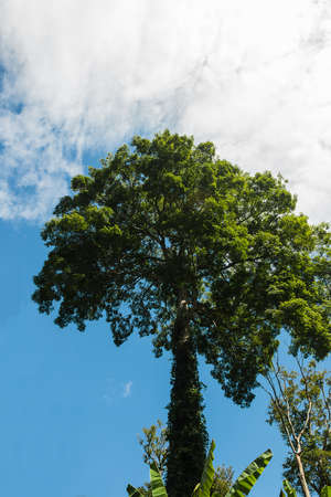 green tree with blue sky