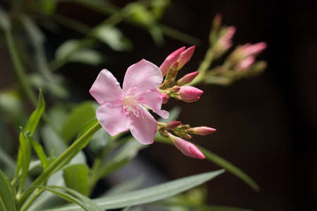 beautiful flower in garden