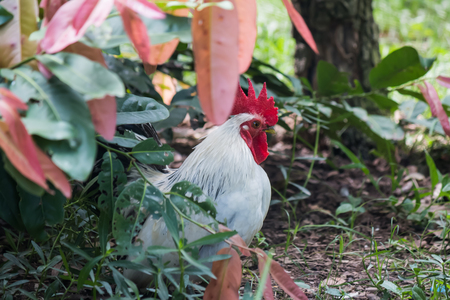 local chicken in gardenの写真素材