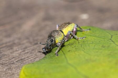 little bug on leaf