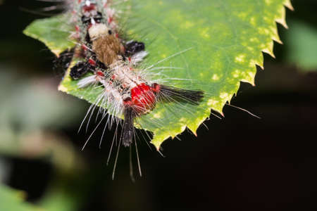 worm on green leafの写真素材