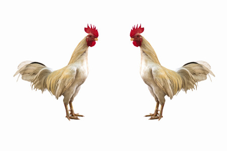 local chicken on white backgroundの写真素材