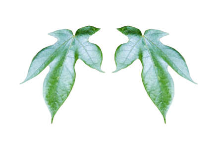 green leaf with white background