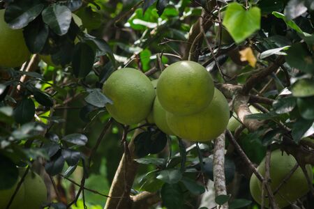 fresh pomelo fruit on tree