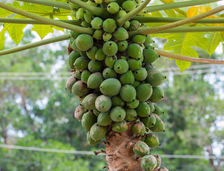 fresh papaya on plantの写真素材