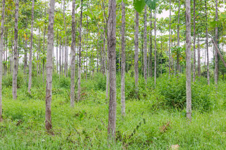 the teak