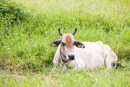 the cow on fieldの写真素材