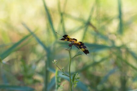 lovely dragonflyの写真素材