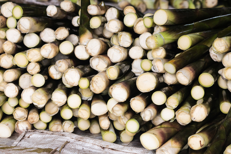 bamboo shoot for saleの写真素材