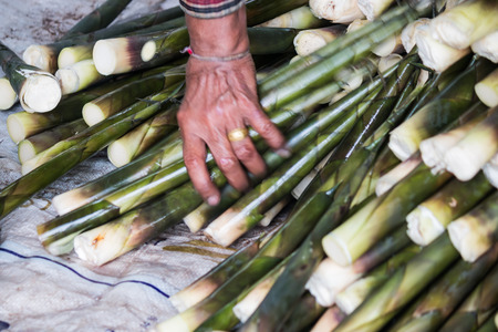 bamboo shoot for saleの写真素材