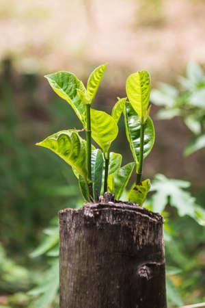 small plant on stumpの写真素材