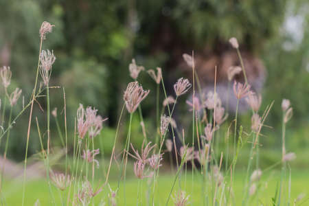 beauty of grass flowerの写真素材