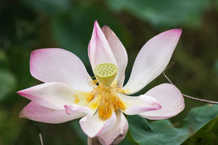 beautiful lotus in gardenの写真素材