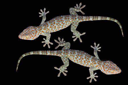 Gecko on black backgroundの写真素材