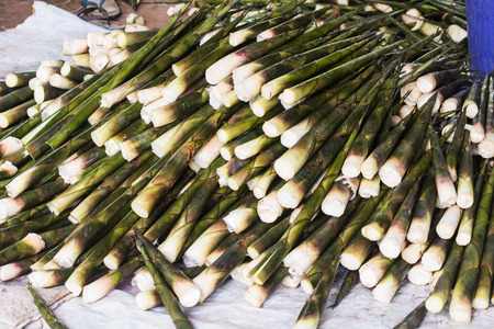 bamboo shoot for saleの写真素材