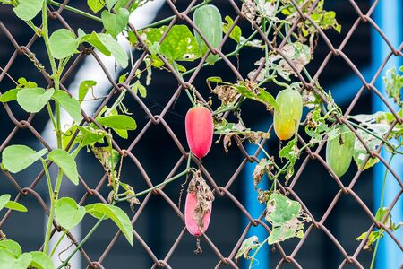 Coccinia grandis on rust wire