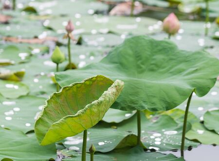 lotus in pondの写真素材