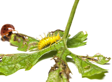 little bug