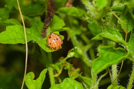 little bug on vegetableの写真素材