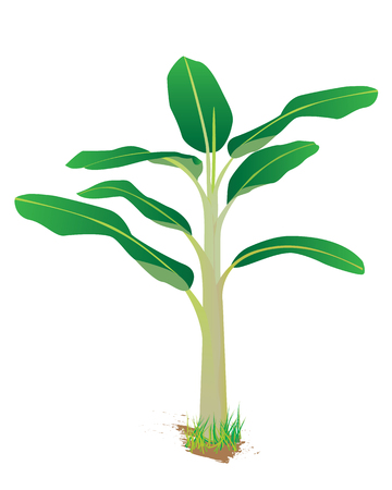 banana plant vector designのイラスト素材