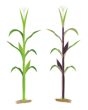 corn plant vector designのイラスト素材