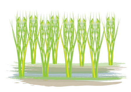 rice plant vector designのイラスト素材