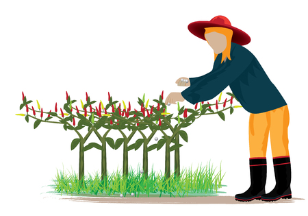 agriculturist harvest chili vector designのイラスト素材