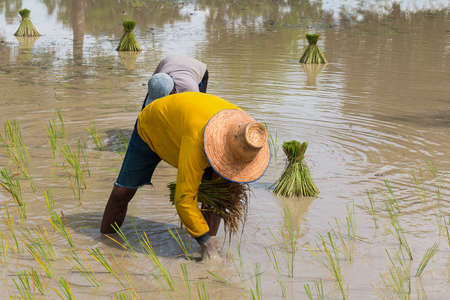farmer transplant in the paddy fieldの写真素材