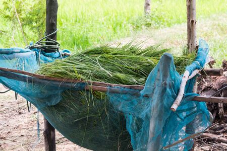 grass in tray for cowの写真素材