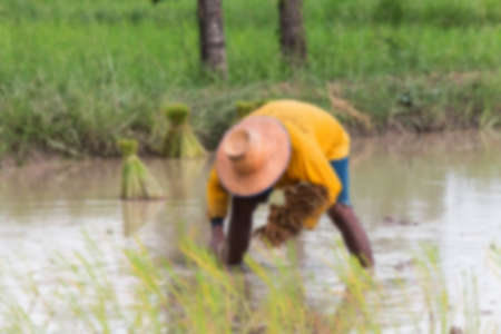 soft farmer transplant in the paddy fieldの写真素材