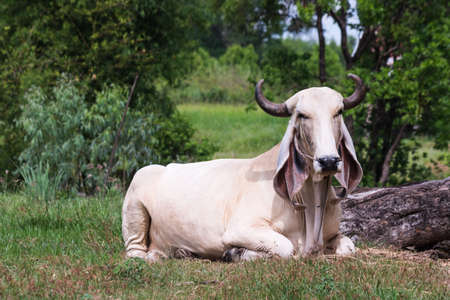 the cow at countryside of thailandの写真素材